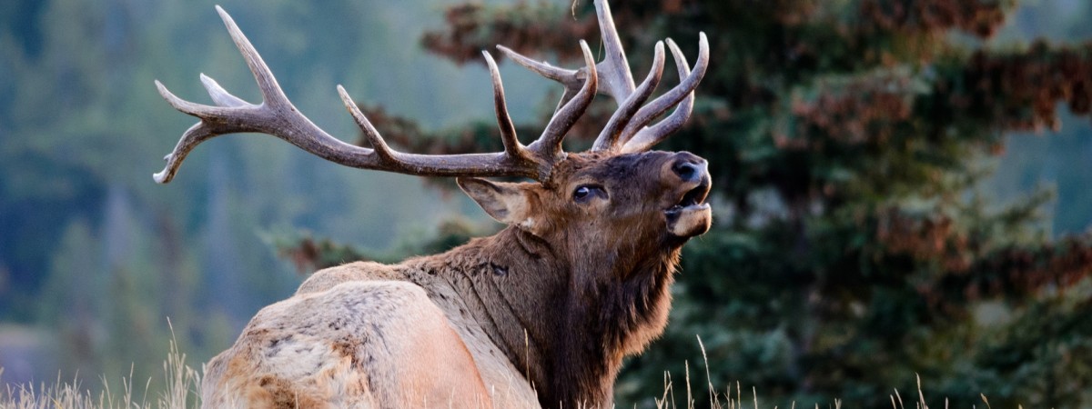Stor elgfare. Duże niebezpieczeństwo pod nieobecność łosi