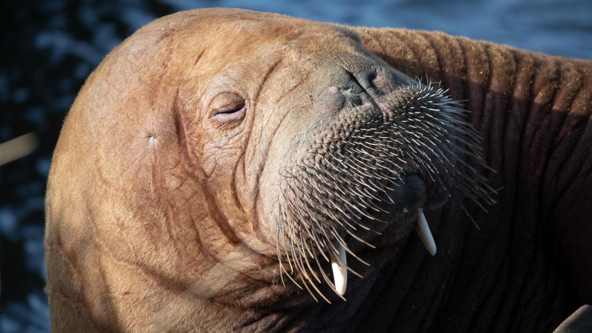 Freya pozostanie w Oslo na zawsze. Szkielet morsicy trafi do muzeum