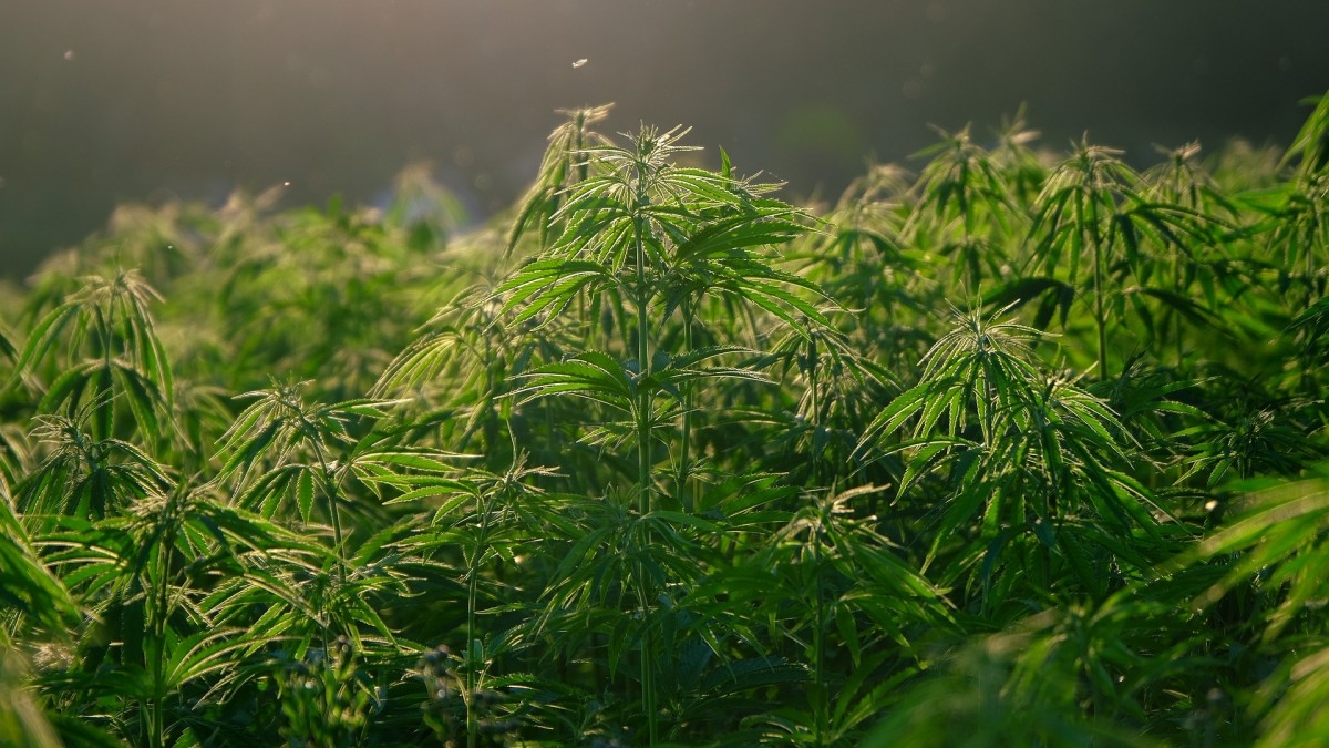 Liberałowie chcą ułatwić dostęp do marihuany? „Regulowana sprzedaż w gminach”