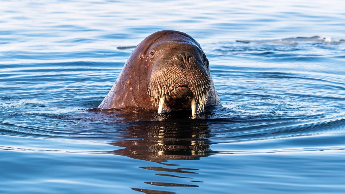 Uśpili Freyę, bo ludzie nie potrafili dać jej spokoju. „To była słuszna decyzja”
