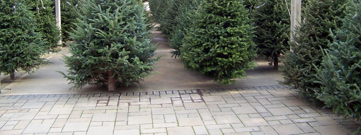 Żywa, sztuczna, z odzysku: gdzie kupić choinkę w Norwegii