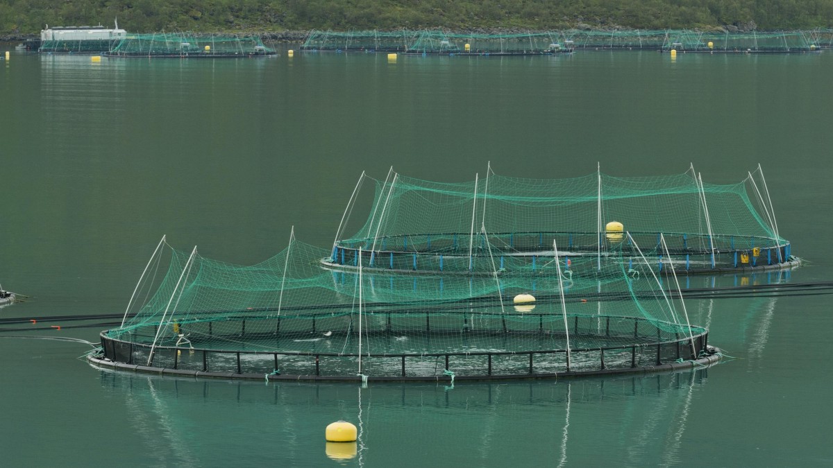 Gigant łososiowy pozywa Norwegię. Chodzi o nowy podatek