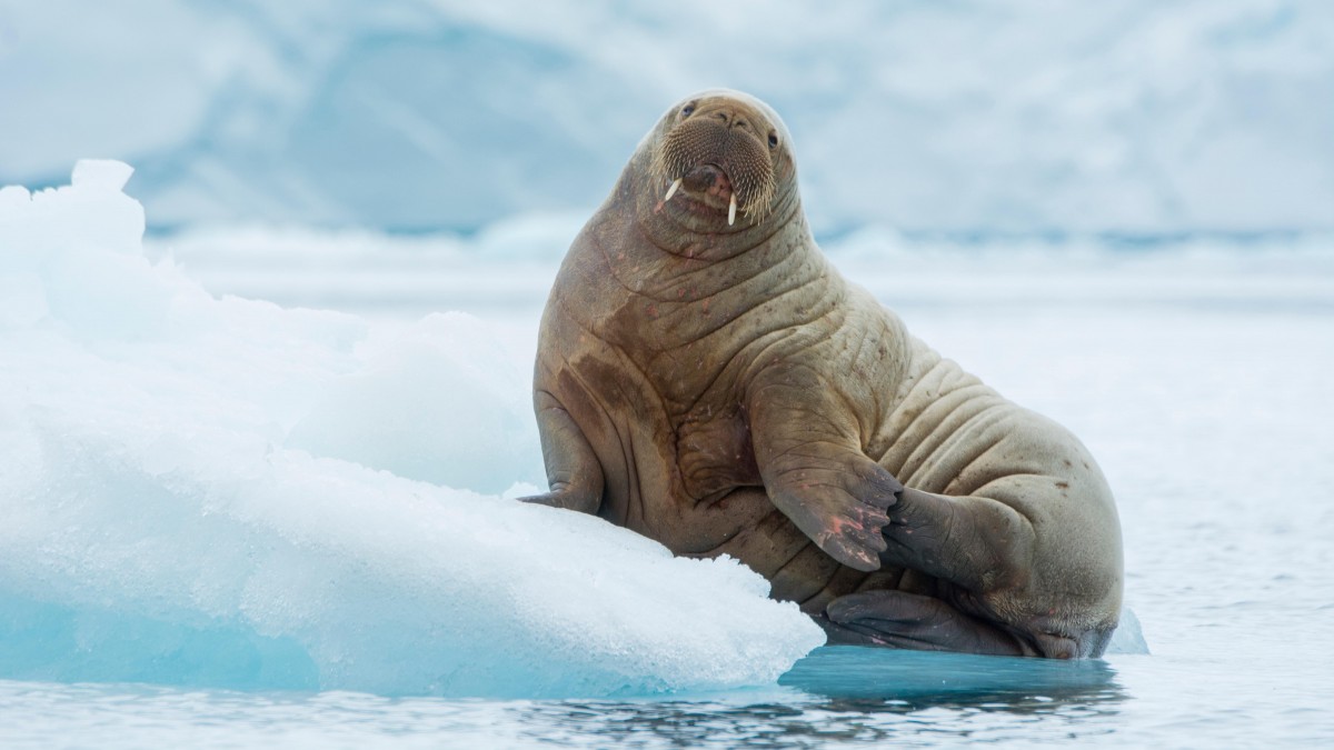 Morsica Freya pojawiła się w Oslo. Zadarła z policją portową