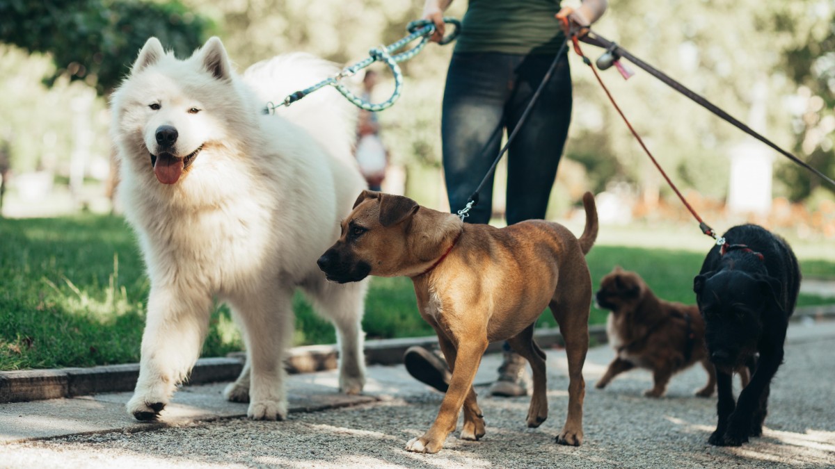 Od dziś psy muszą chodzić na smyczy. Inaczej właścicielom grozi mandat