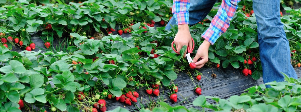 Praca sezonowa w Norwegii: 5 rzeczy, na które musisz uważać