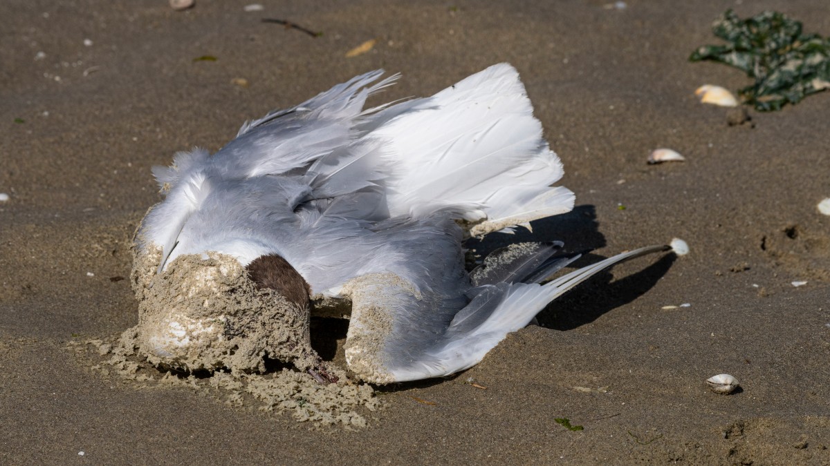 Rzadkie gatunki ptaków zagrożone wirusem ptasiej grypy? Norwegia zamyka część rezerwatów