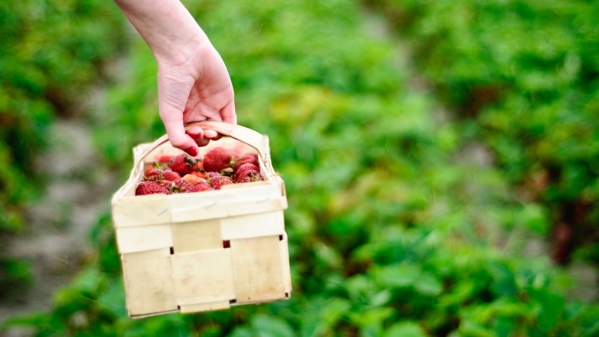 Wyższe stawki dla pracowników sezonowych. Jest kompromis przedsiębiorców i związkowców