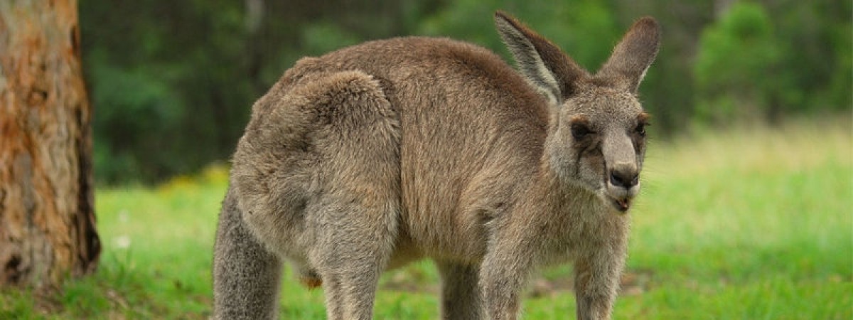 Norwegia niczym Australia: w okolicach Rogaland na wolności biega… kangur