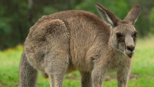 Norwegia niczym Australia: w okolicach Rogaland na wolności biega… kangur