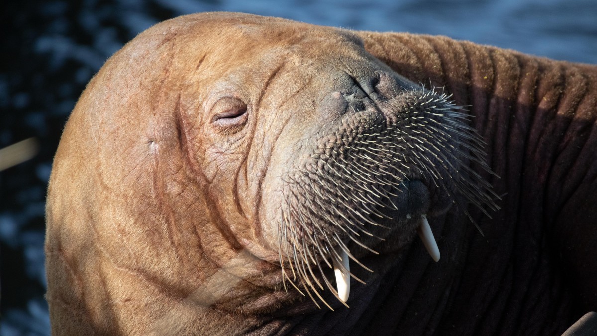 Freya już zawsze będzie się wygrzewać nad brzegiem fiordu. Morsica doczekała się pomnika w Oslo