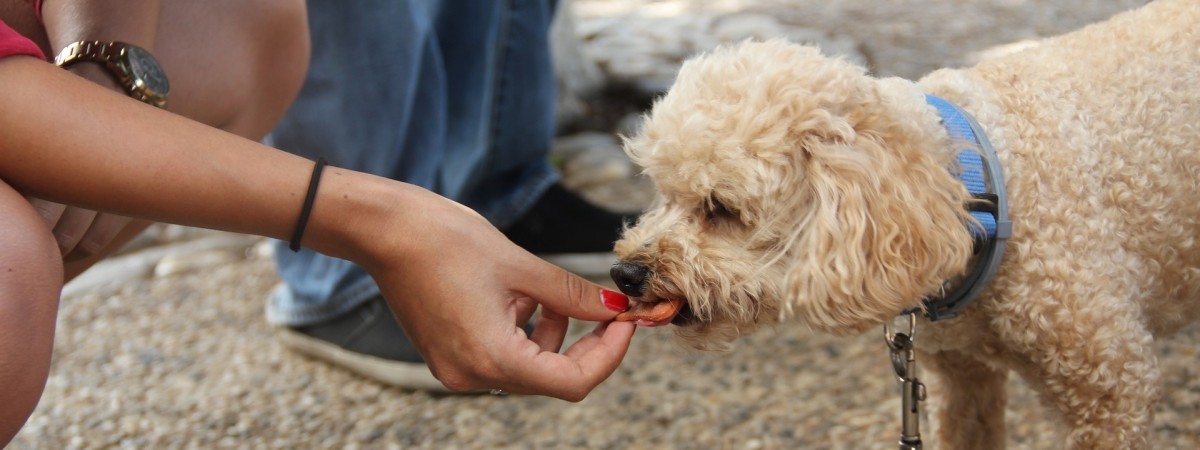 Uwaga: ta karma jest groźna dla czworonogów. Były śmiertelne przypadki