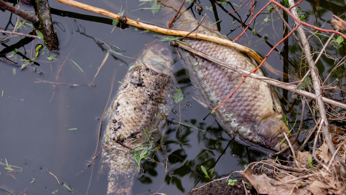 Rosyjska dezinformacja w Norwegii. Tak niebezpiecznie jeszcze nie było