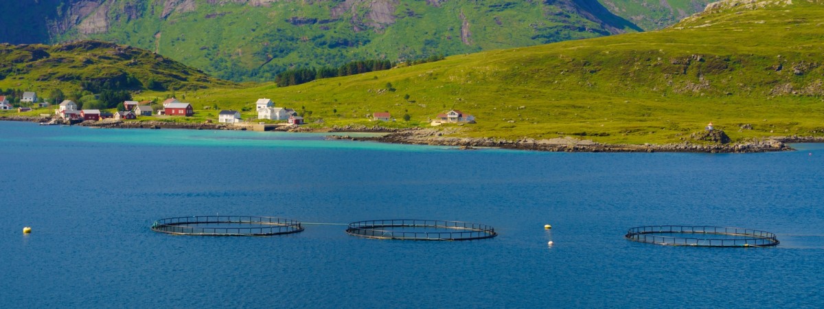 „To nie powinno się wydarzyć”: prawie 50 000 łososi uciekło z hodowli