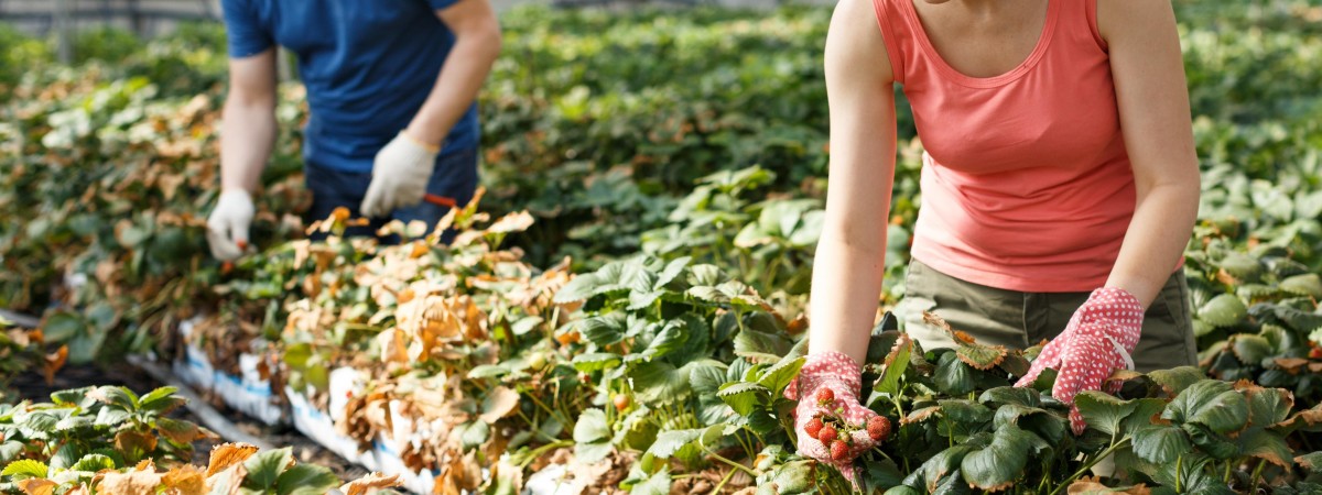 Zmiany dla pracowników sezonowych: będą mogli przyjechać do Norwegii