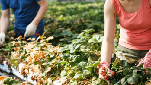 Zmiany dla pracowników sezonowych: będą mogli przyjechać do Norwegii