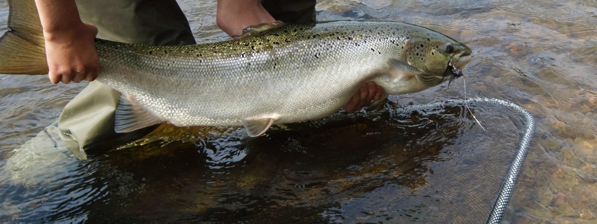 Sezon na łososia inny niż wszystkie: zabraknie zagranicznych wędkarzy