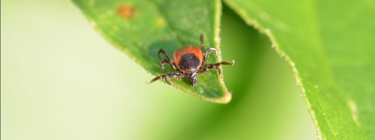Wirus przenoszony przez kleszcze coraz groźniejszy. Najwięcej zachorowań od lat