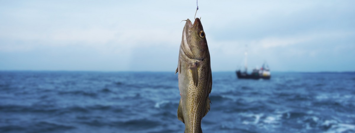 Uwaga, wędkarze: niedługo w życie wchodzi całoroczny zakaz połowów dorsza
