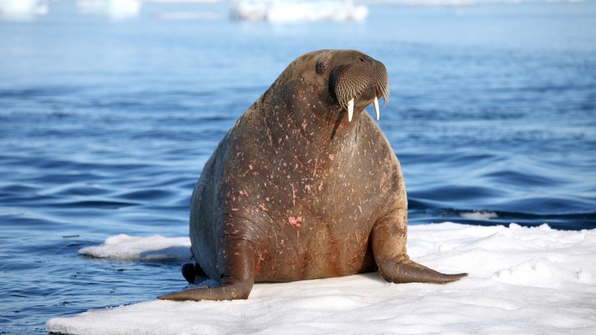 Samica morsa zadomowiła się w norweskiej gminie. Burmistrz chce ją uśpić