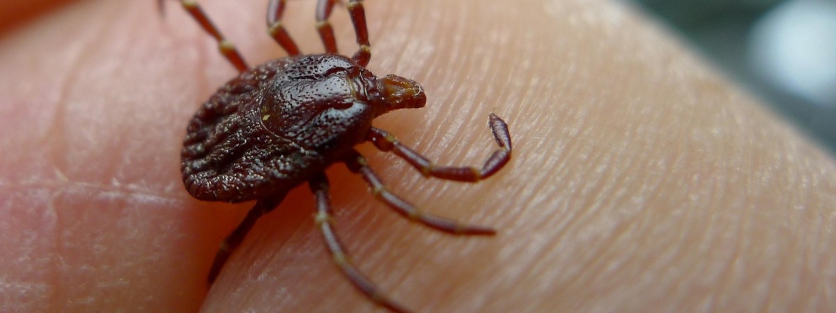 Uwaga na boreliozę i zapalenie mózgu: wzrosła populacja kleszczy w Norwegii