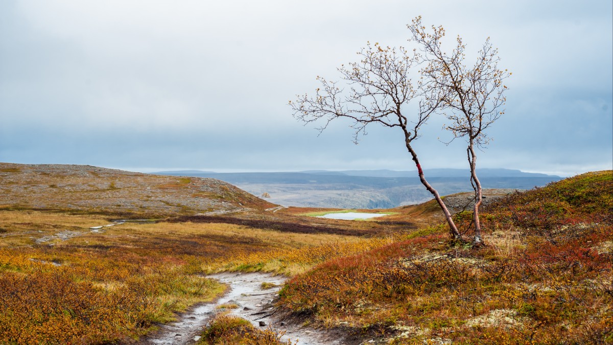 Tutaj narażali życie, by doręczyć pocztę: na Północy otwarto historyczny szlak dawnych listonoszy