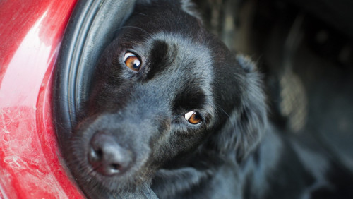 Pies w nagrzanym samochodzie: zadzwoń na policję, do właściciela lub sam wejdź do auta