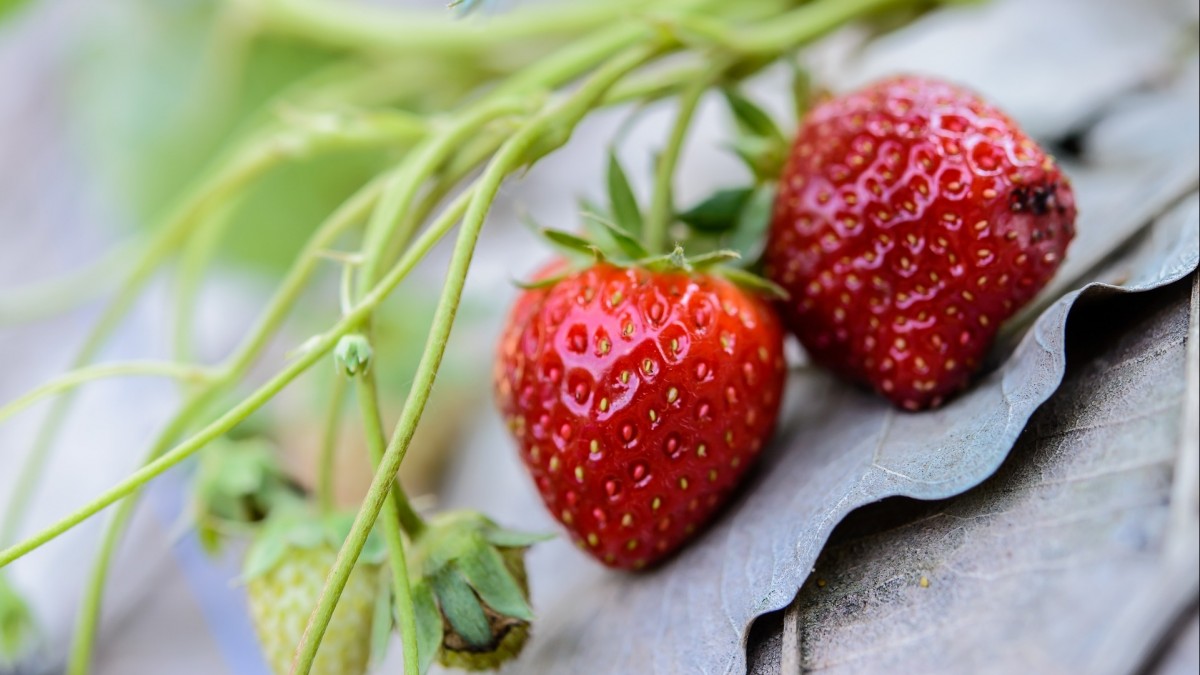 Polacy wyzyskiwani na plantacjach truskawek: Inspekcja Pracy bezradna