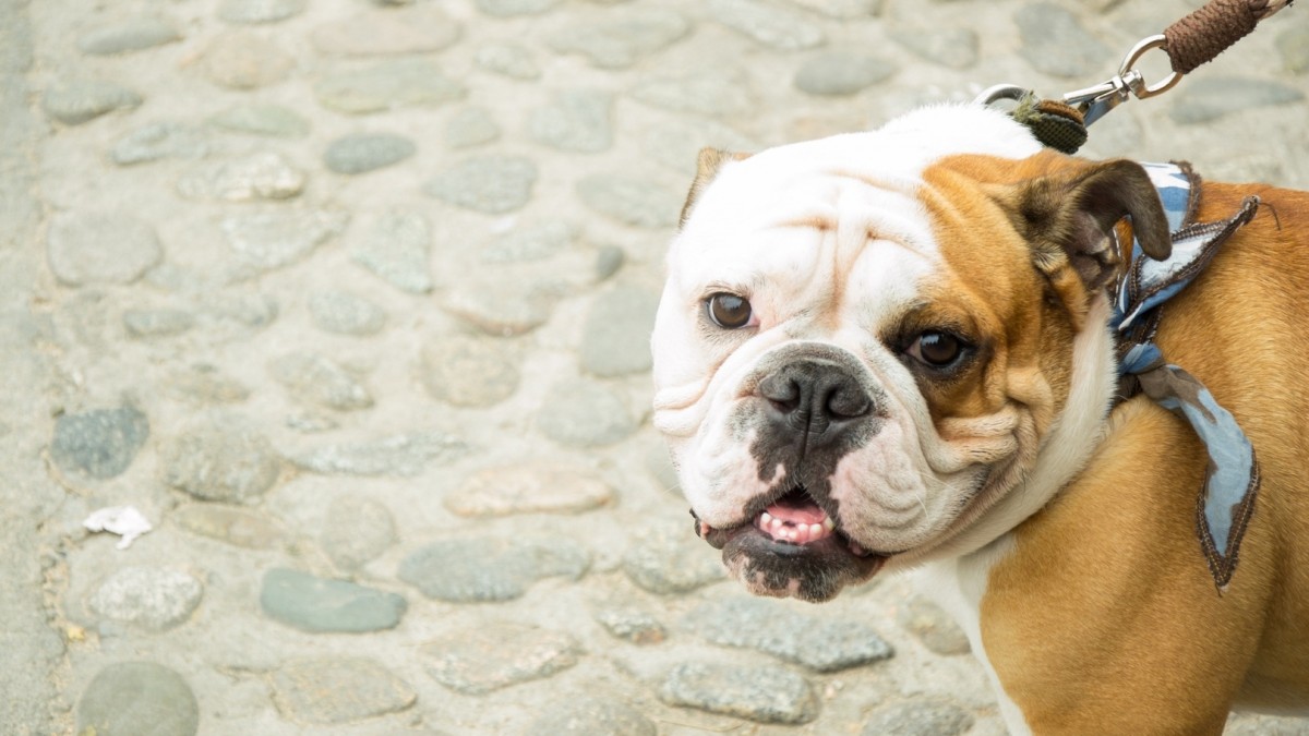 Zakaz hodowli buldogów w Sądzie Najwyższym. Norwescy aktywiści liczą na zmiany