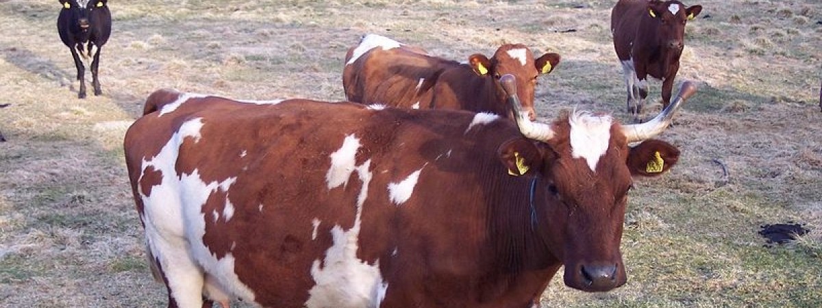 Polska pasza na czarnej liście sanepidu. Mattilsynet nie pozwala jej importować