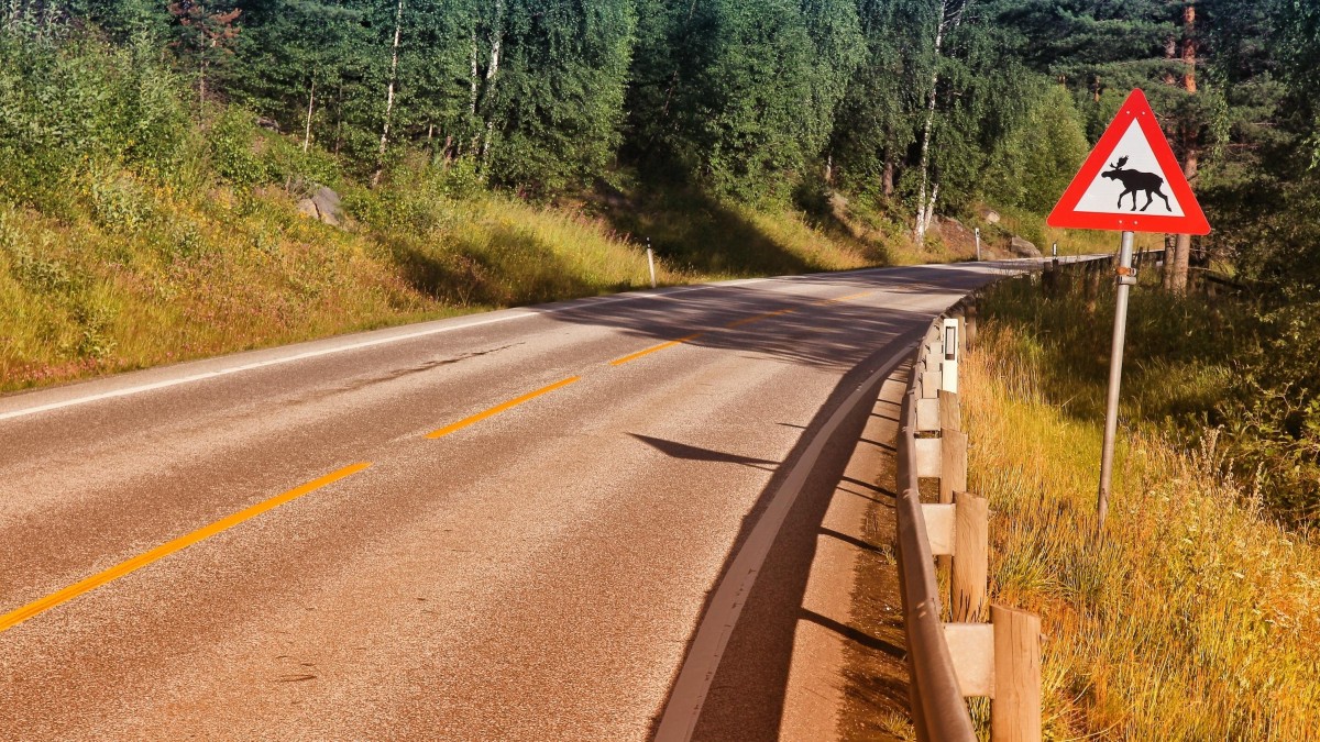 Rekordowa liczba kolizji ze zwierzyną leśną. Niezgłoszenie zdarzenia służbom jest przestępstwem 