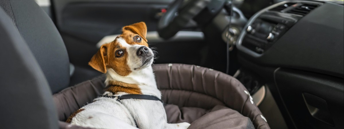 Podróż z psem przez granicę: sanepid zakazał przewożenia zwierząt? Sprawdzamy