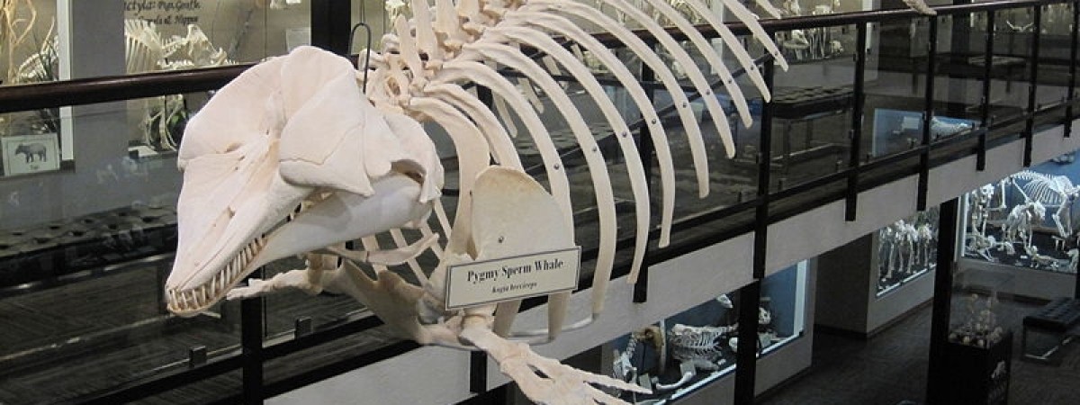 Niezwykłe znalezisko sprzed 14 tys. lat