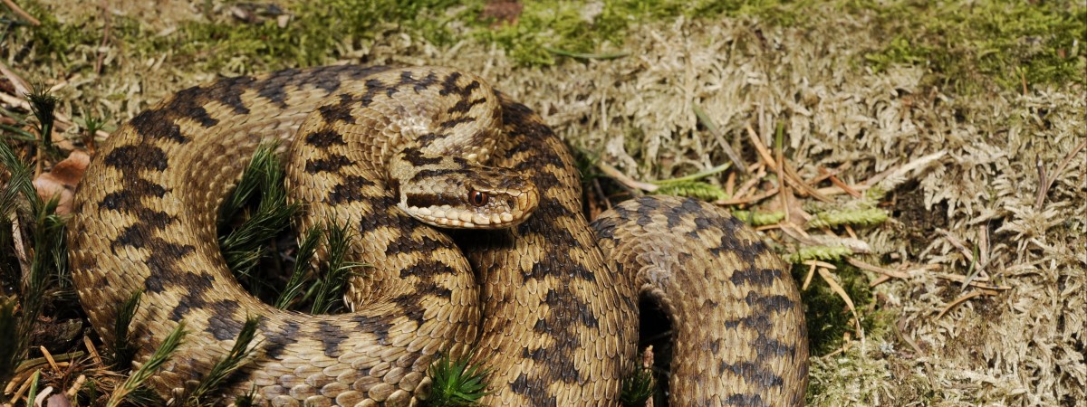 Szpitalom na Północy kończy się surowica. Wszystko za sprawą jadowitych węży