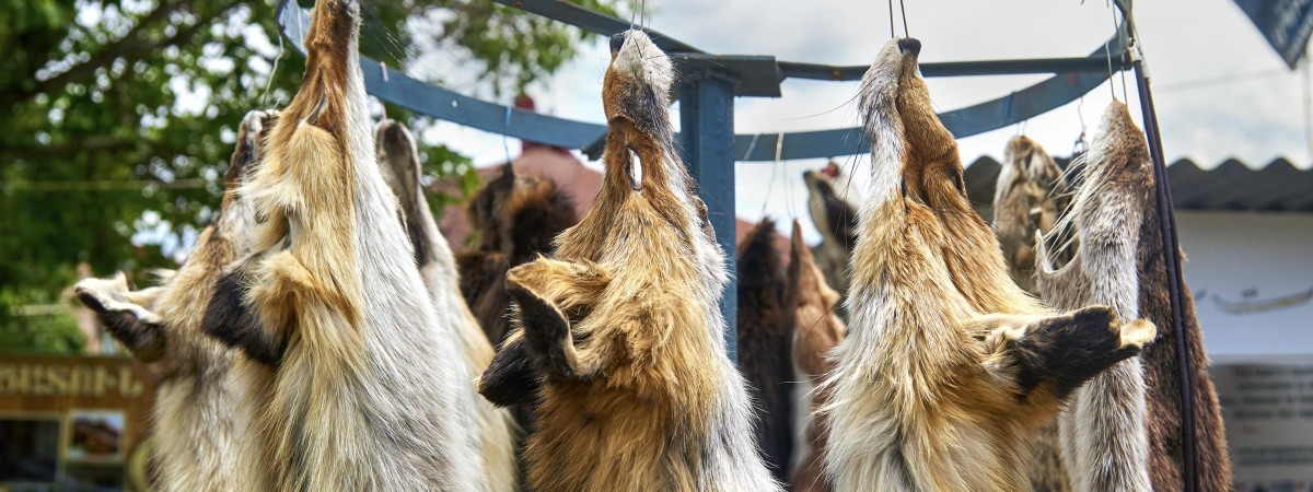Norwegia zamyka fermy futrzarskie. W zamian hodowcy dostaną nawet 800 000 000 koron 