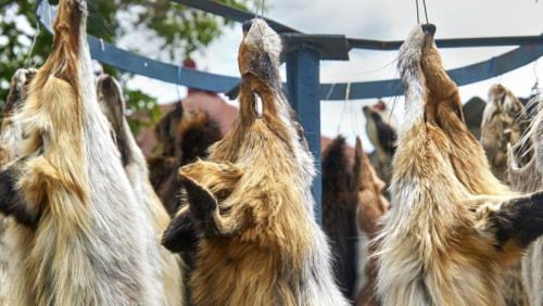 Norwegia zamyka fermy futrzarskie. W zamian hodowcy dostaną nawet 800 000 000 koron