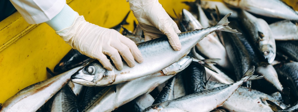 Magiczny próg 100 miliardów przekroczony. Rekordowy wynik norweskiego eksportu ryb