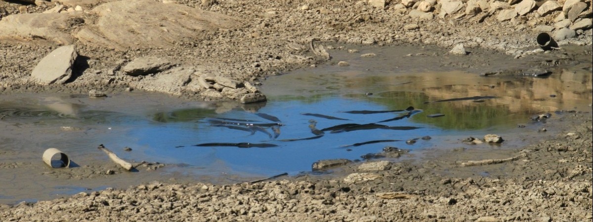 Najniższy poziom wód od 70 lat. Ławice łososi zagrożone