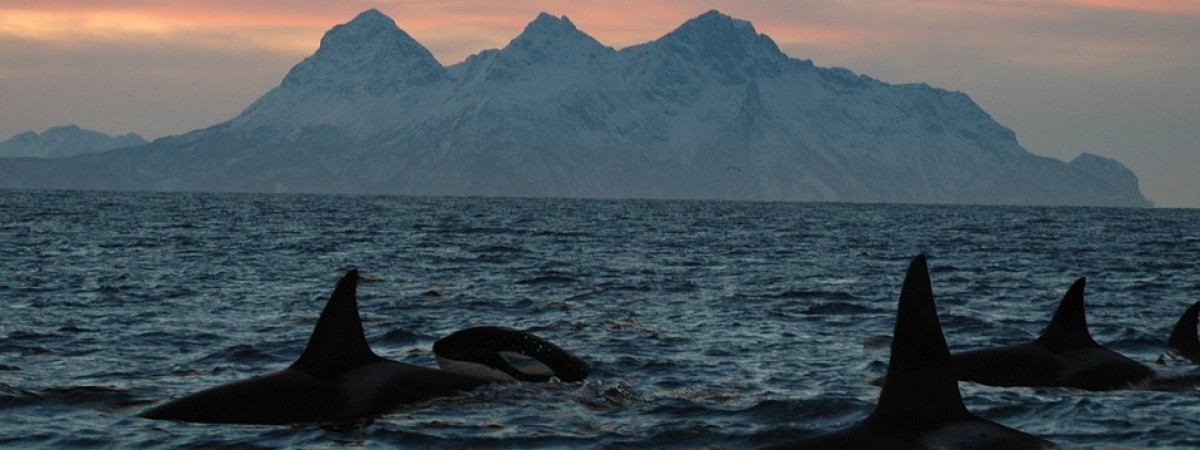 Niesamowite wideo: kitesurferka pływa z morskimi drapieżnikami