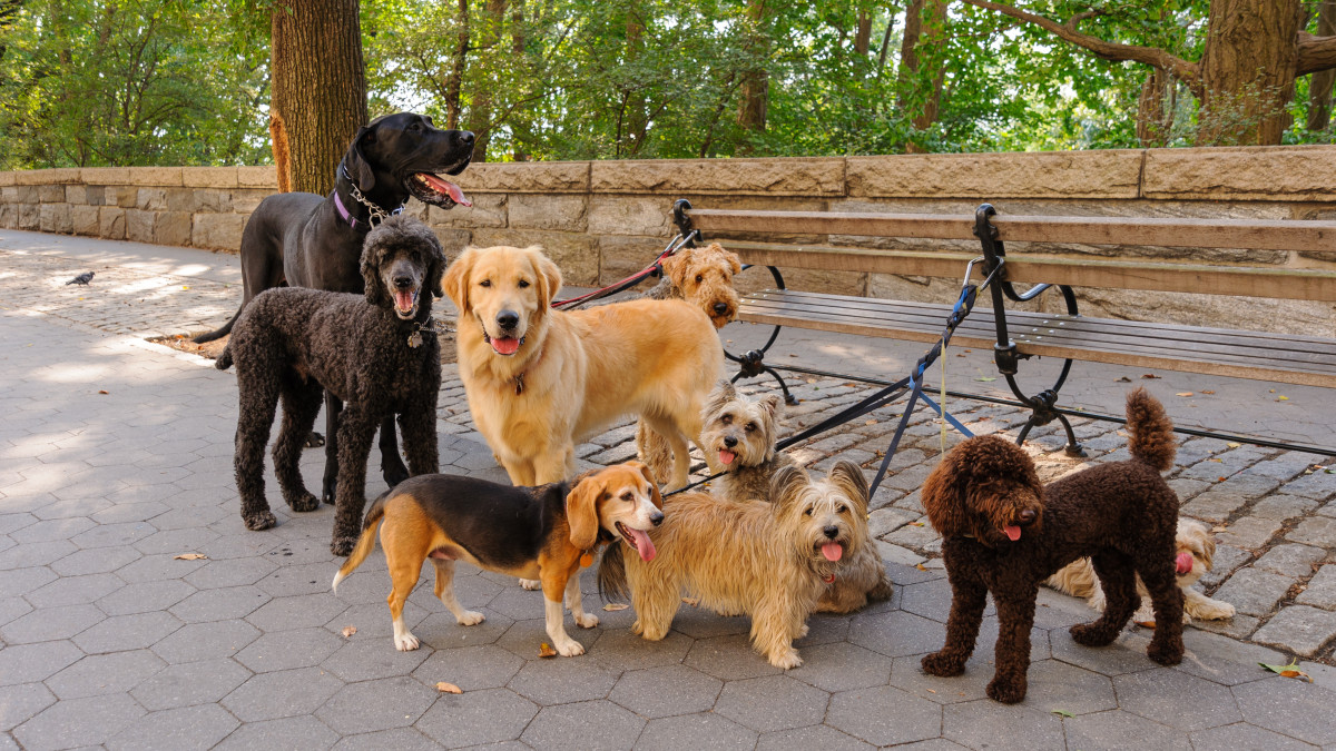 Najlepsi przyjaciele Norwegów: które rasy psów podbiły ich serca?