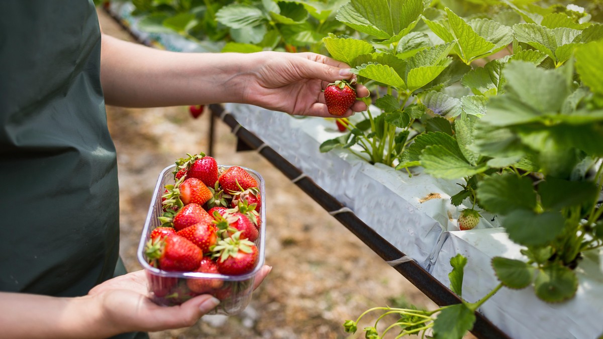 Norwegowie pracują nad czujnikami dla robotów do zbierania truskawek. Będą umiały rozpoznawać smak