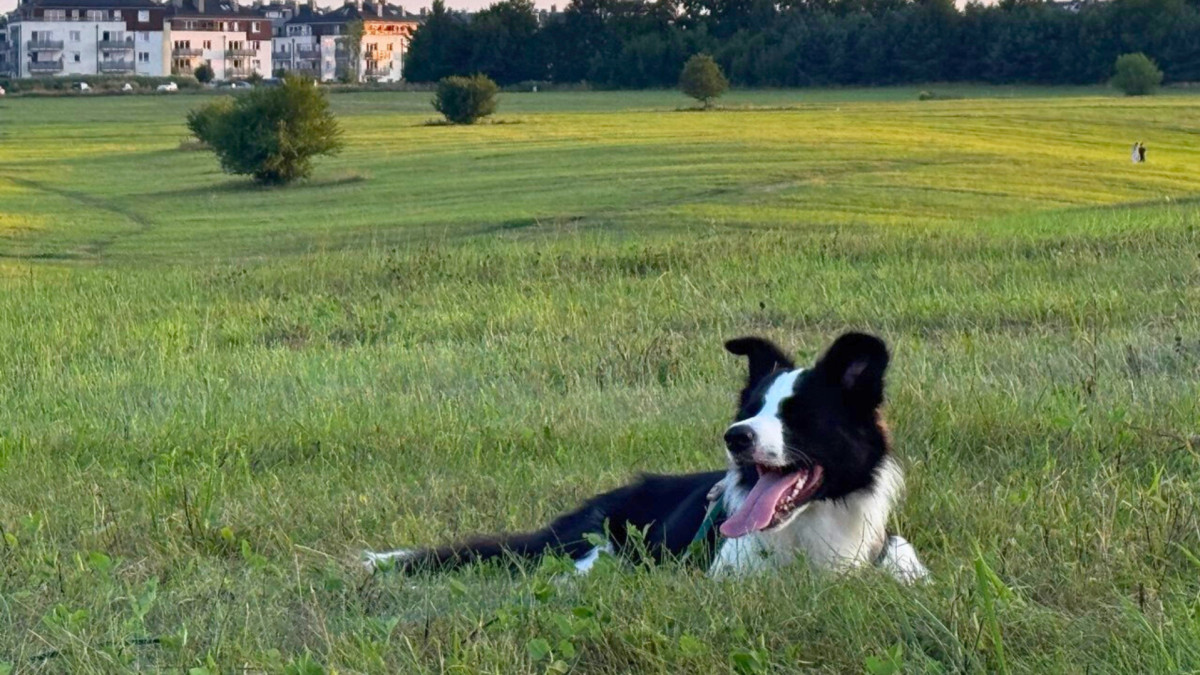 Polacy zakochali się w tych zwierzętach. Norwegia daleko w tyle