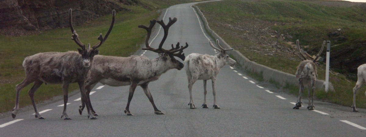 Uciekają przed słońcem, powodując wypadki. Renifery szukają cienia w tunelach