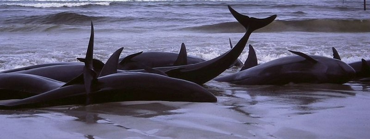 Norwegia bliska rozwiązania zagadki: czemu wieloryby popełniają masowe samobójstwo 