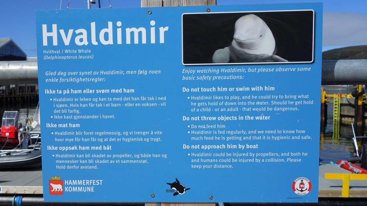 Raport z sekcji zwłok wieloryba-celebryty: wiadomo, dlaczego zmarł Hvaldimir