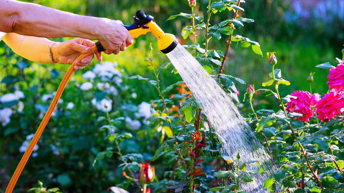 Oslo znów oszczędza wodę. Ograniczenia w podlewaniu ogródków