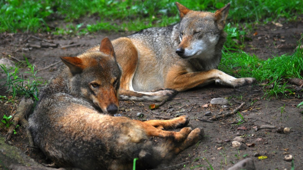 Norwegia nie może pogodzić się z porażką w sądzie. Wraca sprawa odstrzału wilków