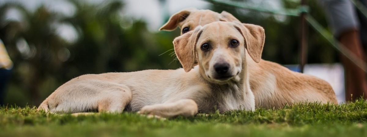 Uwaga, mieszkańcy Oslo: śmiertelna choroba atakuje psy