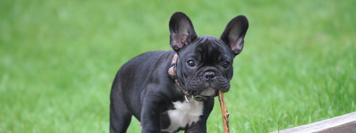 Wyglądają uroczo, ale są zbyt chorowite. Te rasy nie polecą już norweskimi liniami