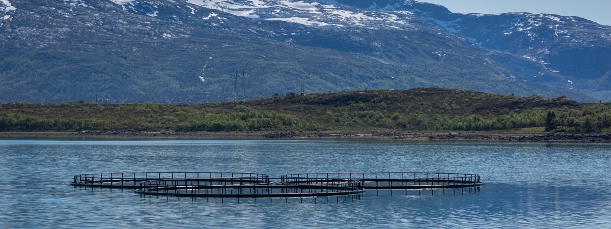 Norweska firma rozdała premie świąteczne. Każdy pracownik otrzymał… 100 tysięcy koron