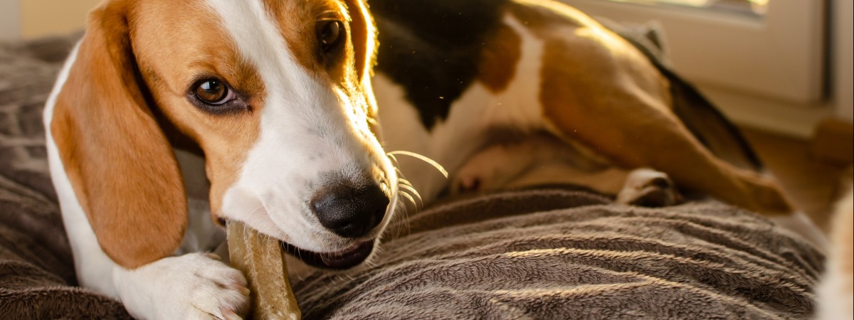 Przysmak dla psów wycofany ze sprzedaży. Znaleziono w nim plastik